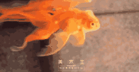 红冠鱼怎么养,红宝石鱼怎么养长得快(2)