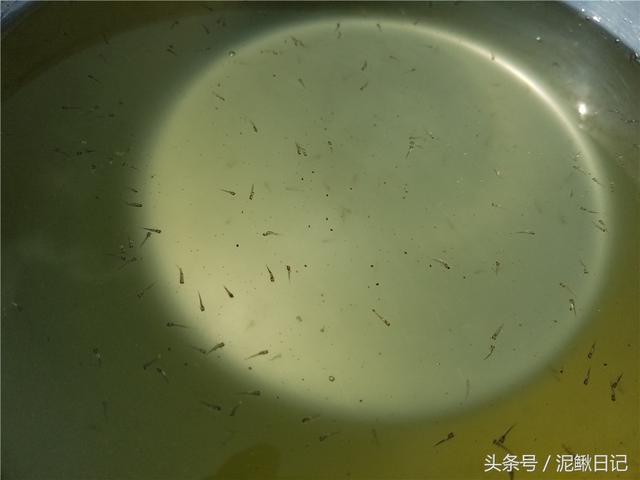 泥鳅水花苗有哪些天敌,泥鳅养殖疾病防治方法(2)