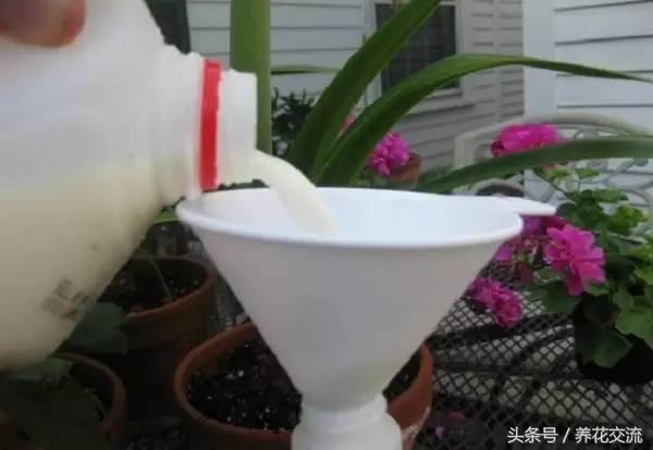 盆栽月季能浇牛奶吗,盆栽月季不能经常浇水(3)