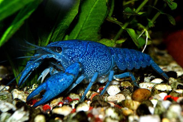 克氏原螯虾有蓝色的吗,克氏螯虾照片(3)