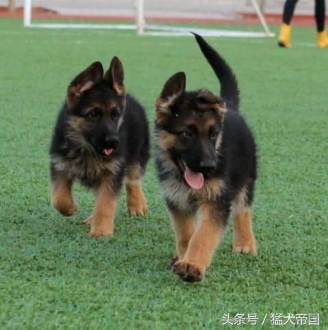 三个月的德牧幼犬怎么训练,怎么训练德牧幼犬基本动作(1)