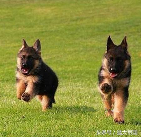 三个月的德牧幼犬怎么训练,怎么训练德牧幼犬基本动作(4)