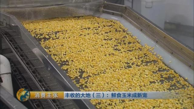 广东一年能种几次玉米,广东种玉米什么时候种最好(23)