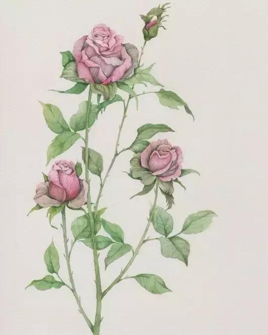 果酱画玫瑰花最简单的画法,果酱画花朵步骤图解(1)
