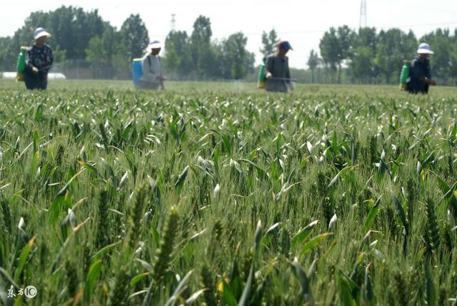 小麦间作套种主要方法,小麦套种黄瓜的优缺点(5)