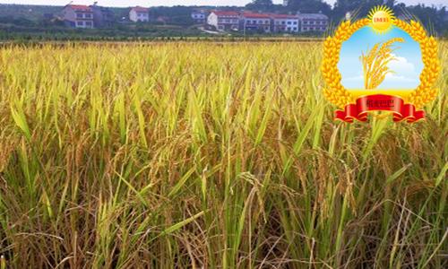 水稻理论测产公式,三种水稻测产方法(3)