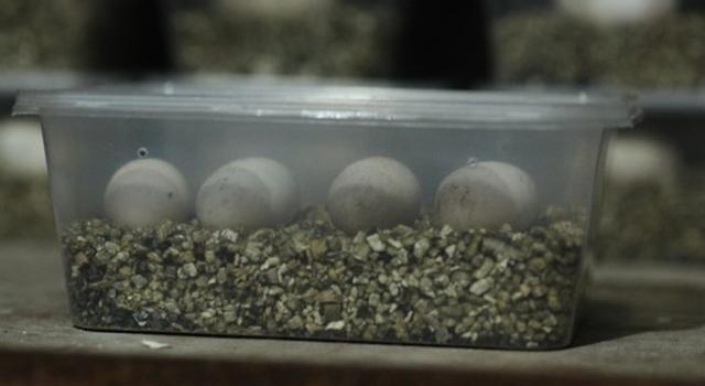 潘氏闭壳龟多大能繁殖,潘氏闭壳龟几年可以下蛋(3)