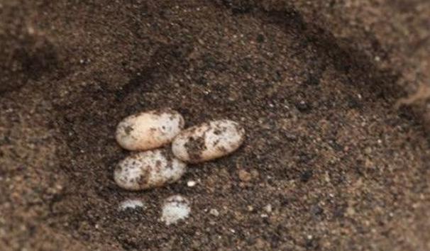 潘氏闭壳龟多大能繁殖,潘氏闭壳龟几年可以下蛋(2)