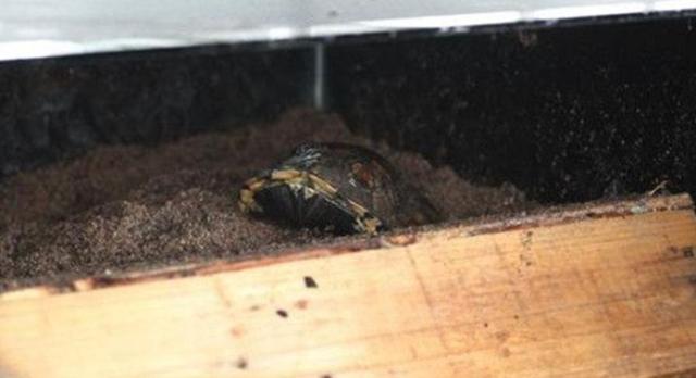 潘氏闭壳龟多大能繁殖,潘氏闭壳龟几年可以下蛋(1)