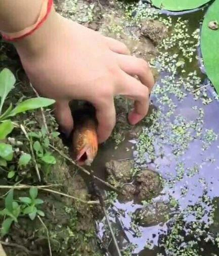 钓黄鳝如何找到洞,如何找黄鳝洞或钓黄鳝(2)
