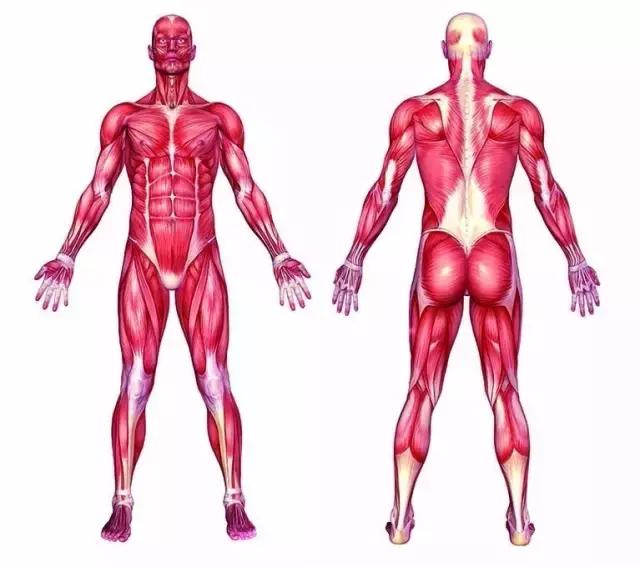 为什么平滑肌不能锻炼,什么运动有助于平滑肌运动(1)