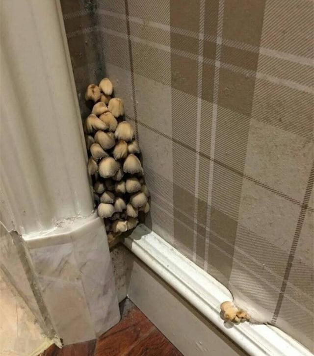 房间长蘑菇是什么原因,房间里长出蘑菇是好还是坏(4)