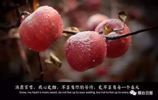 红富士苹果如何存放变甜,红富士苹果怎么存放比较好(2)