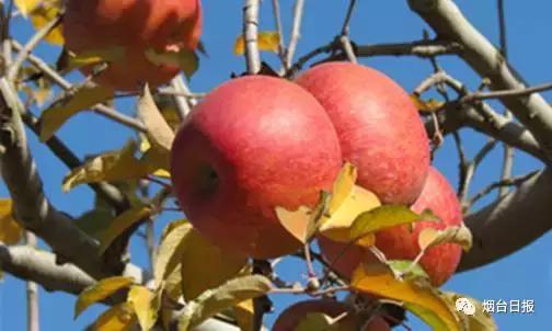 红富士苹果如何存放变甜,红富士苹果怎么存放比较好(3)