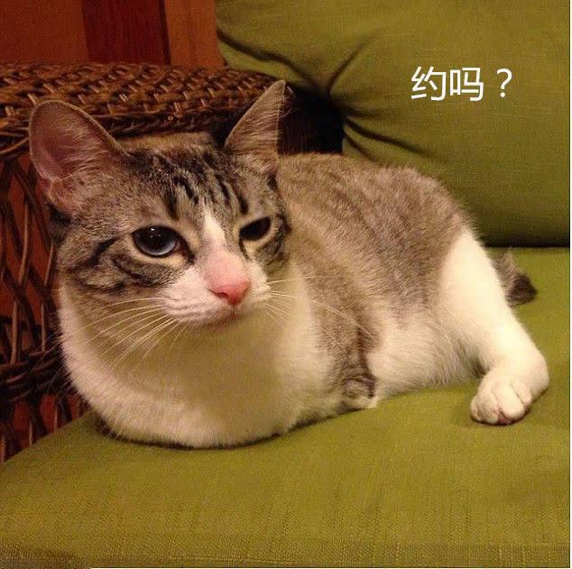 猫呕吐用土霉素可以吗,猫吐黄水可以喂土霉素吗(2)