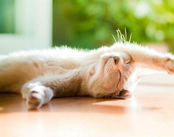 猫呕吐用土霉素可以吗,猫吐黄水可以喂土霉素吗(3)