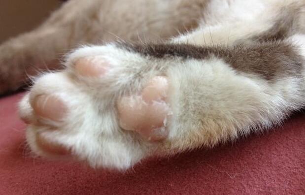 为什么猫咪喜欢把爪子抓下来,猫咪为什么老是用爪子抓我的腿(4)