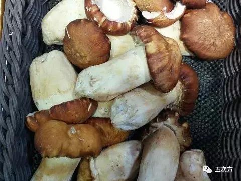 蘑菇营养价值,吃蘑菇的十大危害(2)