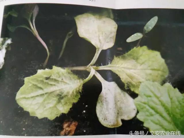 白菜病害图片及防治图谱,白菜叶斑病图片(3)