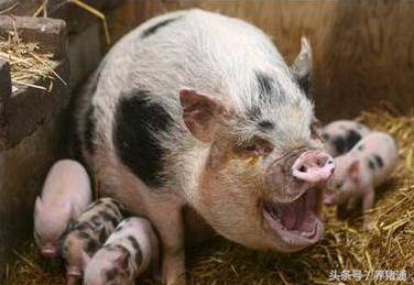经产母猪咬小猪有什么解决方案,初产母猪咬猪仔的治疗方法(1)