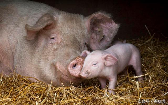 经产母猪咬小猪有什么解决方案,初产母猪咬猪仔的治疗方法(3)