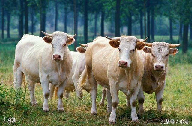 牛积食的解决方法,牛积食一般多久能恢复(1)