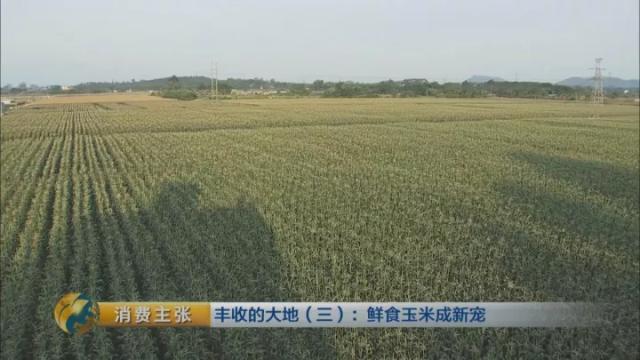 广东一年能种几次玉米,广东种玉米什么时候种最好(1)