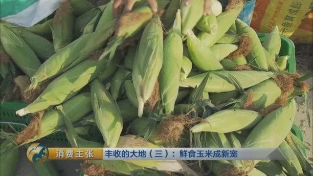 广东一年能种几次玉米,广东种玉米什么时候种最好(2)