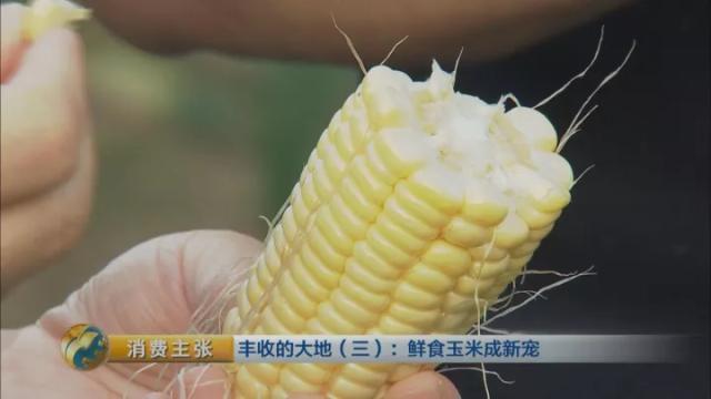 广东一年能种几次玉米,广东种玉米什么时候种最好(3)
