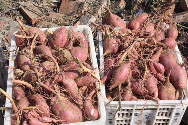 怎样保存红薯秧过冬不腐烂明年种,红薯苗当天栽不完怎样保存(1)