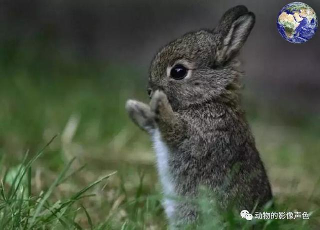 世界上最小的兔子,又软又水的小兔兔(1)