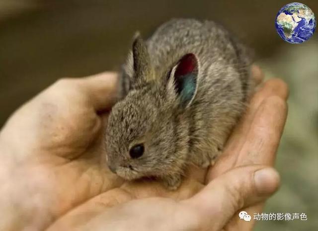 世界上最小的兔子,又软又水的小兔兔(5)