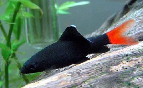 红尾黑鲨寿命几年,红尾鲨黑色变褐色(3)