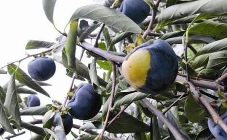 澳洲黑柿有什么功效,澳洲黑柿是什么时候成熟(4)
