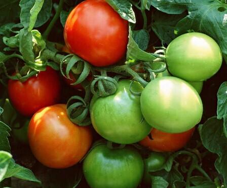 青色的西红柿能炒着吃吗,绿色西红柿炒熟能吃吗(2)