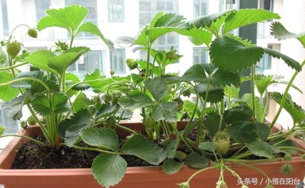 种草莓直接种在土里可以吗,种草莓种子怎么种在家(1)