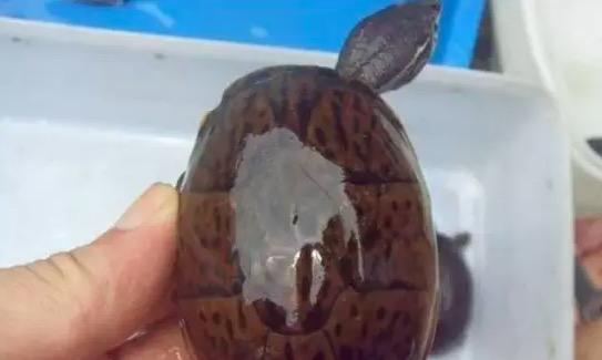 麝香龟可以活几年,麝香龟为什么晒死(2)