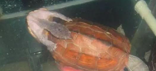 麝香龟可以活几年,麝香龟为什么晒死(3)