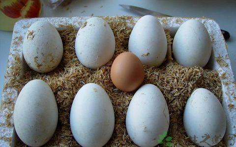 天天早上一个鹅蛋能治什么病,每天吃一个鹅蛋治什么病(3)