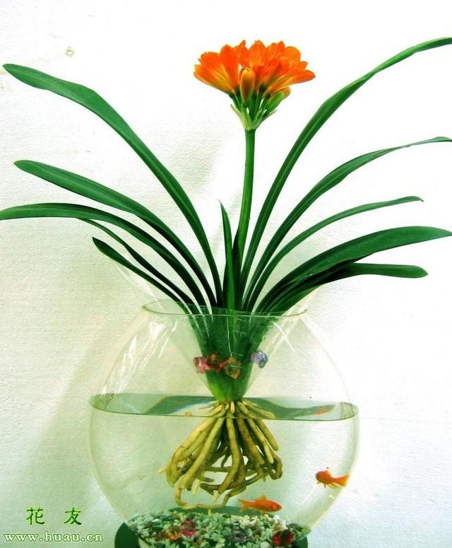 水培兰花的正确养殖方法,水培兰花最好的方法(1)