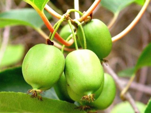 十大软枣猕猴桃品种,目前最好又高产的软枣猕猴桃品种(1)