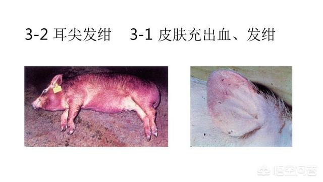 猪瘟有什么症状和图片,普通猪瘟图片(1)