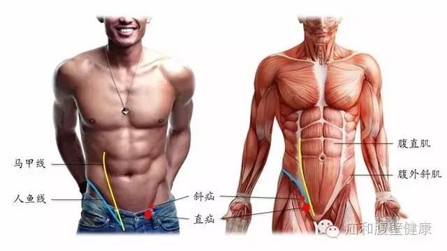 人鱼线下面凸起的是什么器官,腹部人鱼线左侧是什么位置(3)