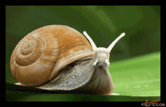 蜗牛的功效与作用,蜗牛价格多少钱一斤(1)
