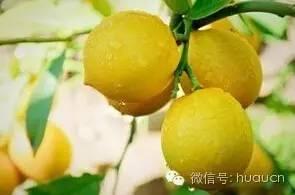 盆栽柠檬树应该怎么养,柠檬树盆栽冬天怎么养好(4)