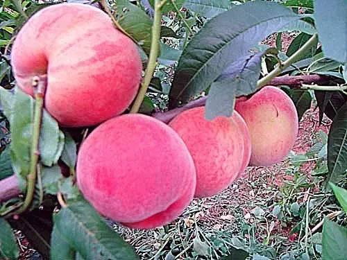 目前最好早熟油桃品种,特大油桃品种排名(4)