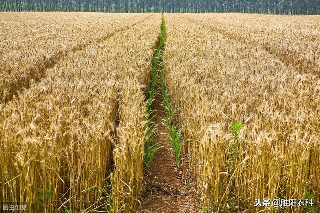 山东最抗倒伏高产小麦,济麦22和烟农1212对比哪个更好(1)