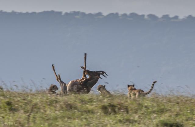 猎豹群吃羚羊,猎豹在草原上吃羚羊(3)