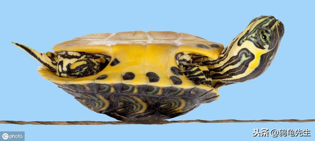 眼斑水龟孵化温度,斑点龟在江西要加温吗(1)