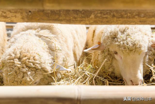 怎么养羊长得最快,圈养100只羊一年的利润(4)